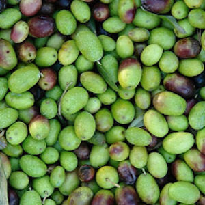 deborahhorner avatar