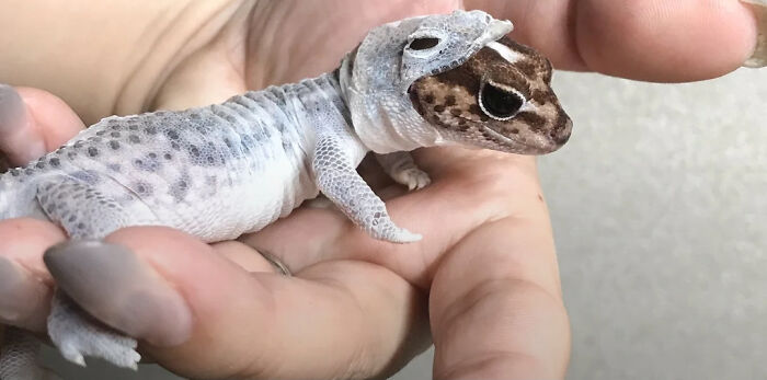 Amazing Photos: close-up of a small gecko shedding skin while resting on a person's hand