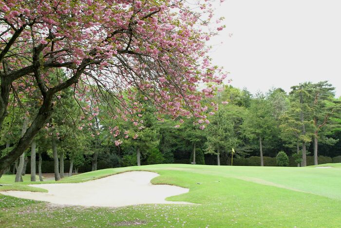 Breathtaking golf course with blossoming cherry tree, green fairways, and sand bunker under a cloudy sky.