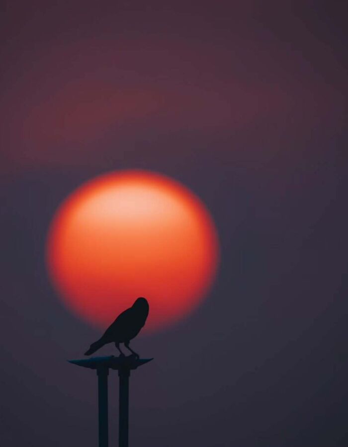 Silhouette of a bird against a vivid sunset, capturing stunning astrophotography scenery.