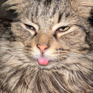 kathleengawlik avatar