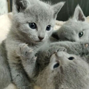 mollyharris_1 avatar