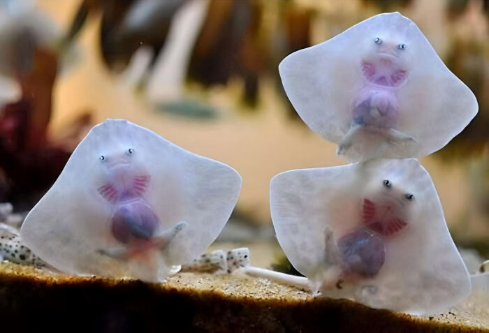 Amazing Photos: three translucent baby rays resting on sandy aquarium floor, pink gills and tiny eyes visible