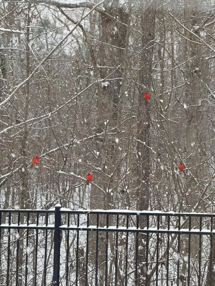 Amazing Photos: four bright red cardinals perched on snowy branches behind a black fence during falling snow