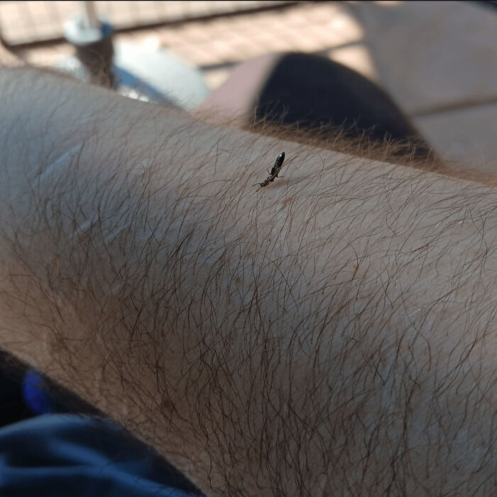 Arm with a tiny insect on it.