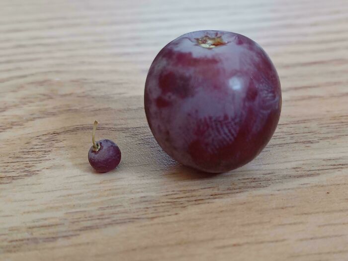 Two grapes on a wooden surface, one small and one large, highlighting size contrast.