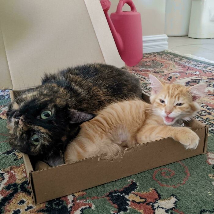 Two cats, one tortoiseshell and one orange tabby, lying in a small cardboard box with mouths open as if meowing.