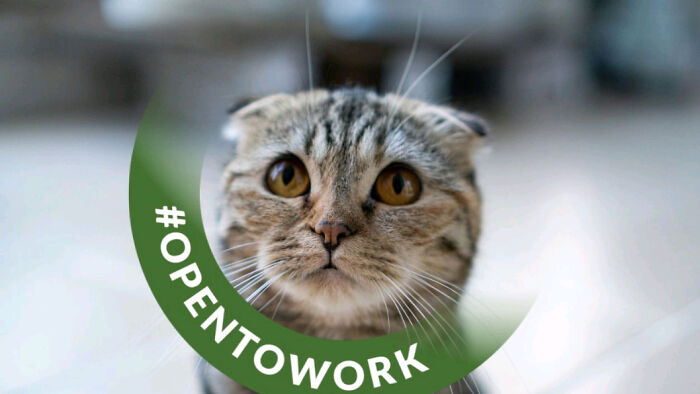 Close-up of a curious cat with wide eyes wearing a green #opentowork frame, symbolizing outrageous job requirements and work search.