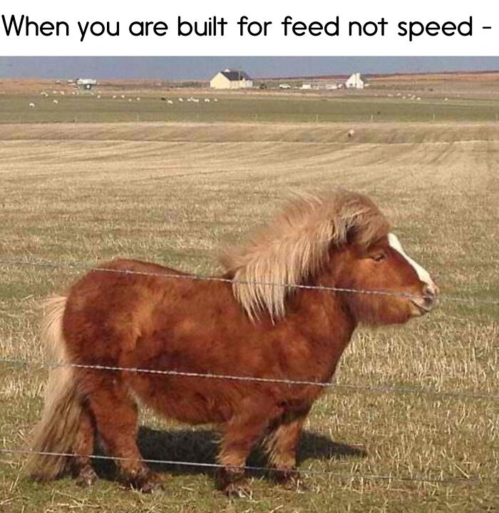 Chubby pony standing in a field, with a humorous caption about being built for feed, not speed.