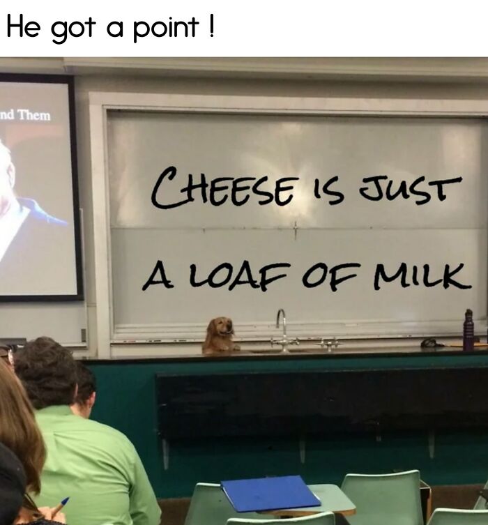 Dog in classroom with "Cheese is just a loaf of milk" on the board; a funny food meme moment.