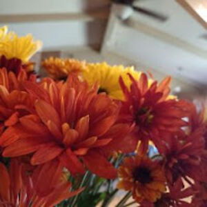 joliemcwilliamsainsleighgrace avatar