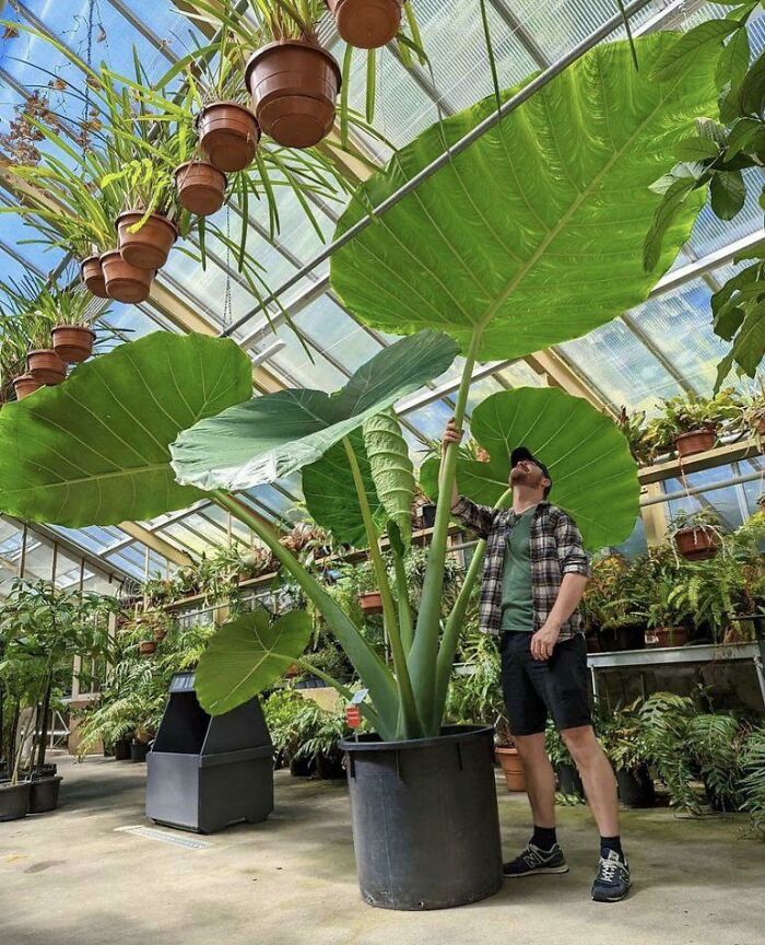 Man standing beside huge plant leaves in a greenhouse, illustrating how our world is far from boring.
