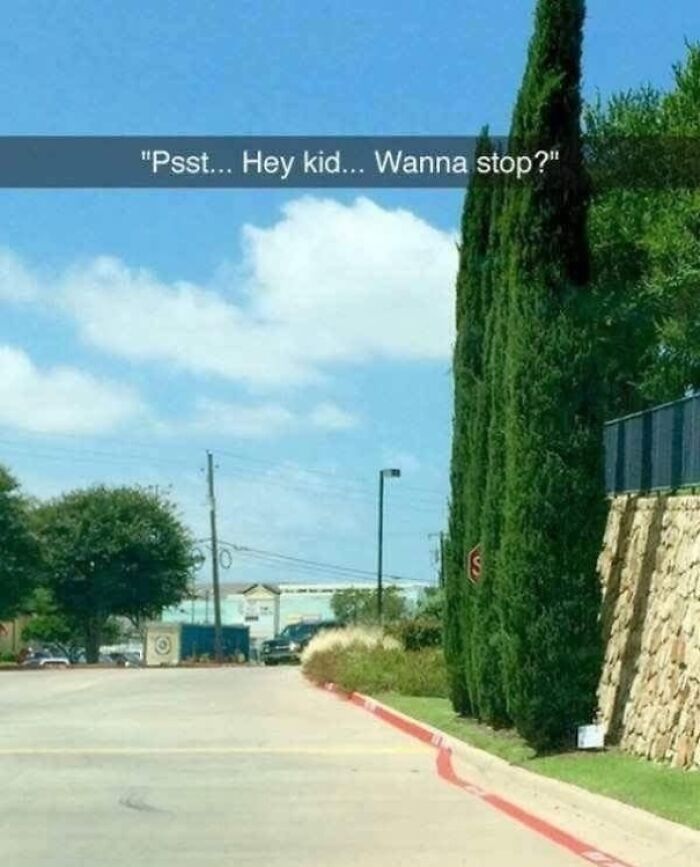 Disastrous design with a stop sign partially hidden by a tall tree on a roadside.