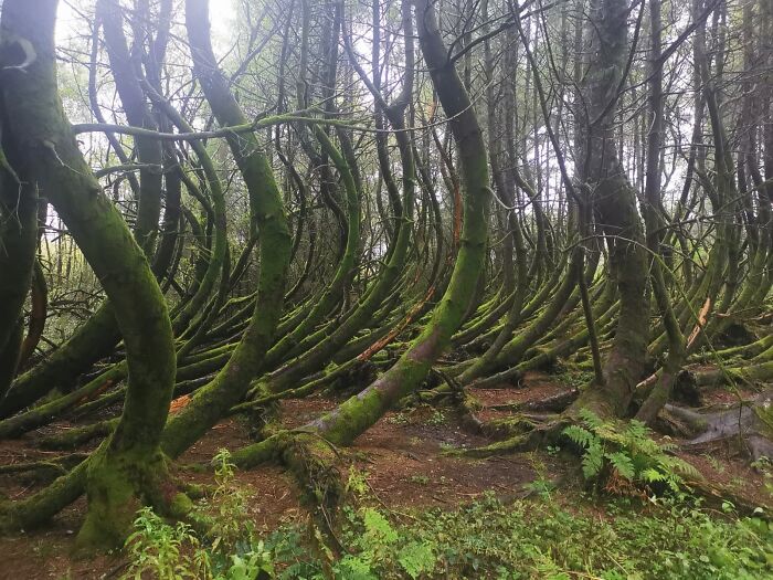 Curved trees in a mossy forest showcasing the world's interesting natural formations.