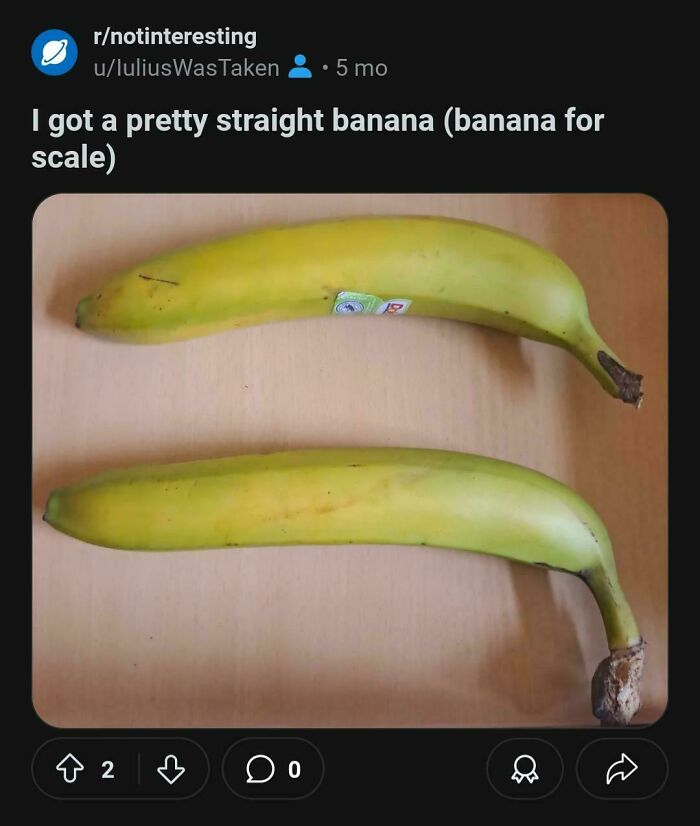 Two straight bananas placed side by side on a table for scale.