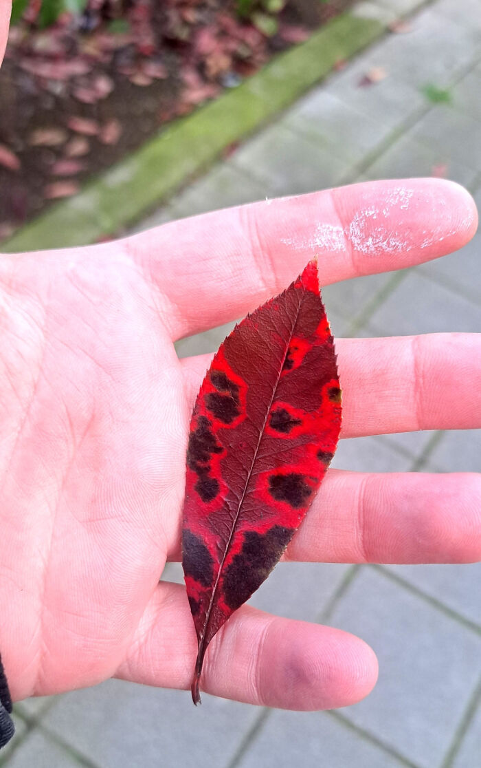 Hand holding a red leaf with dark spots, on a sidewalk background, illustrating an uninteresting picture.