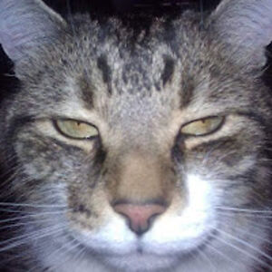 coreyhondzinski avatar