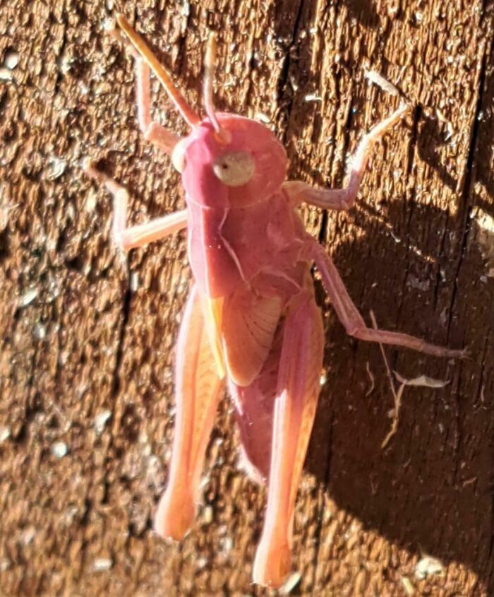 Pink grasshopper on wood, showcasing nature's unpredictability in the world.