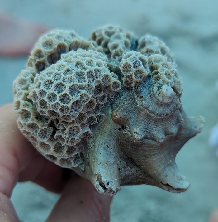 Close-up of a hand holding a seashell encrusted with intricate coral patterns, showing our world is far from boring.