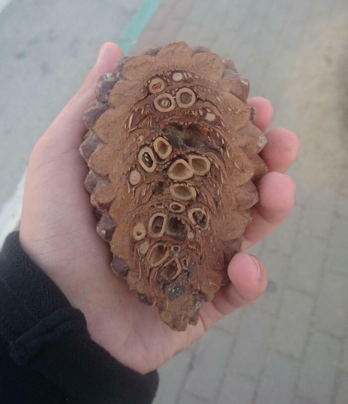 Hand holding an interestingly patterned pine cone slice, showcasing the world's beauty and uniqueness.