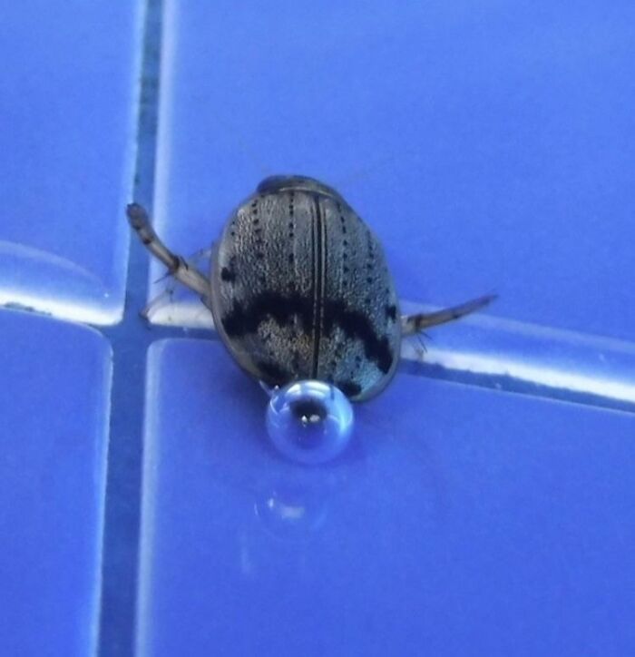 A beetle on a blue tile, carrying a water droplet, showcasing the fascinating aspects of our world.