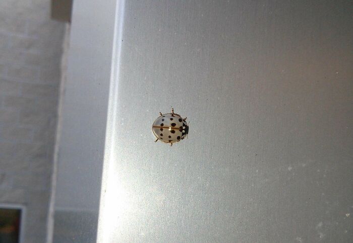 Unusual spotted white ladybug on a smooth surface showing that our world is far from boring.
