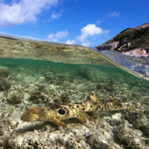 larahendrickson-guido avatar