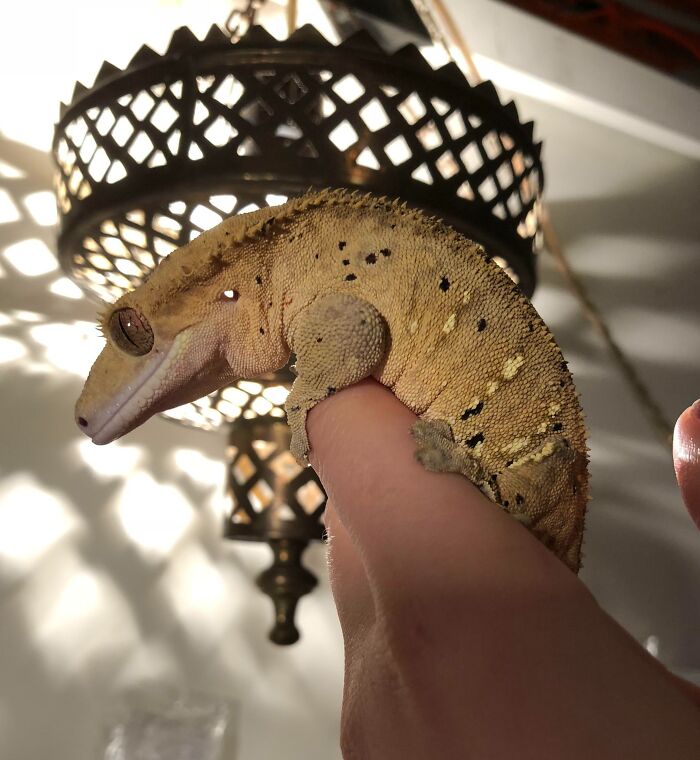 A crested gecko on a finger, highlighted by intricate shadows from a patterned lamp, showcasing the world's fascinating wildlife.