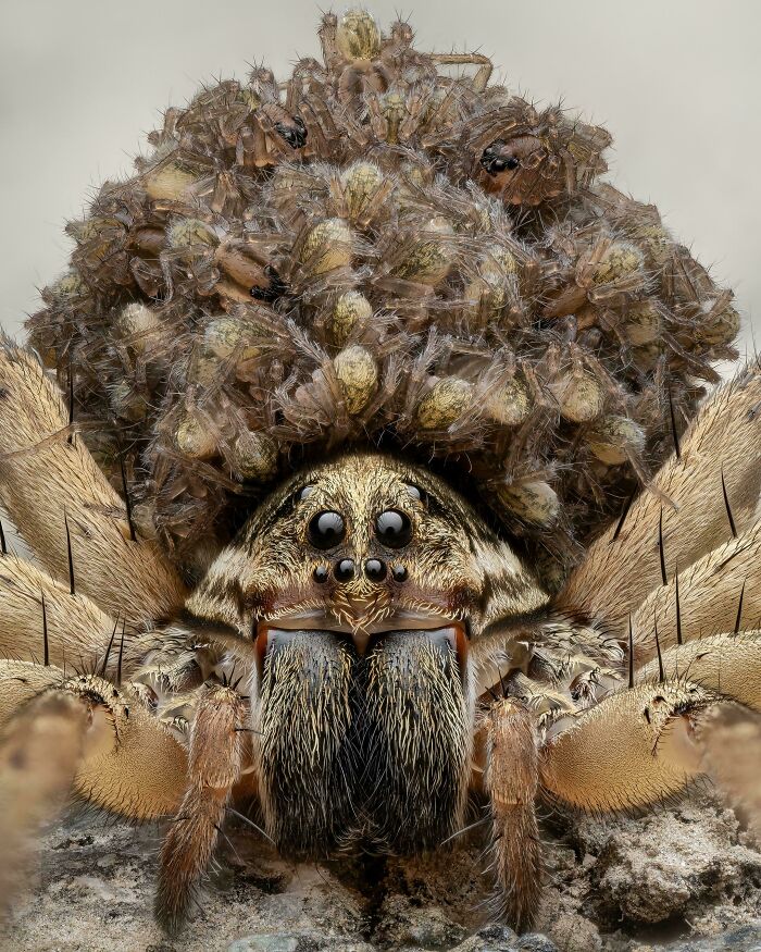 Close-up of a spider carrying numerous spiderlings on its back, showcasing the fascinating diversity of our world.