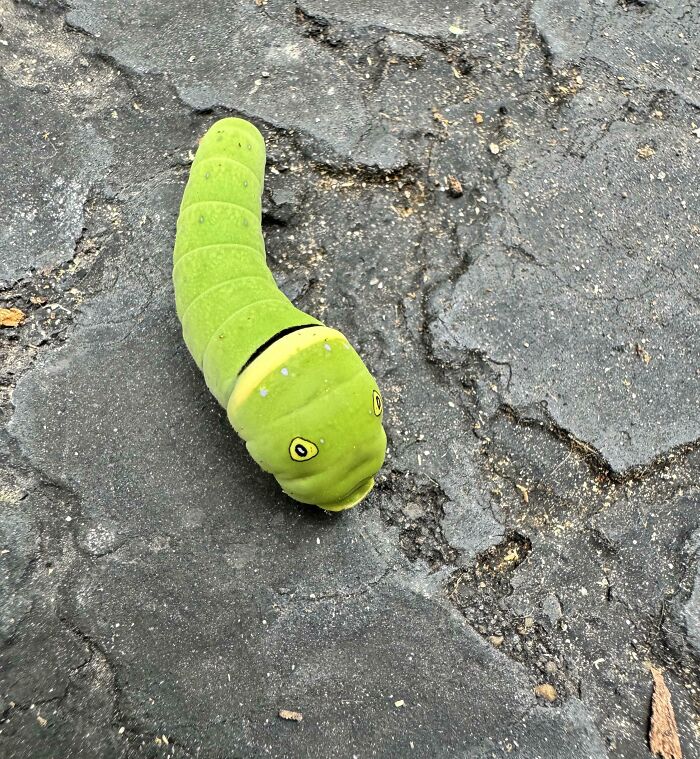 A green caterpillar with distinctive eyespots crawls on c*****d pavement, showcasing our world's fascinating diversity.