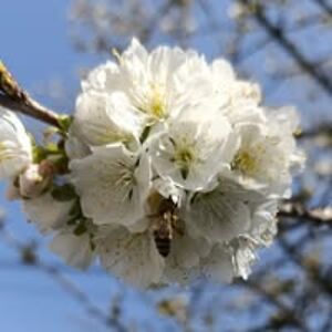 nermina_mesanovic avatar