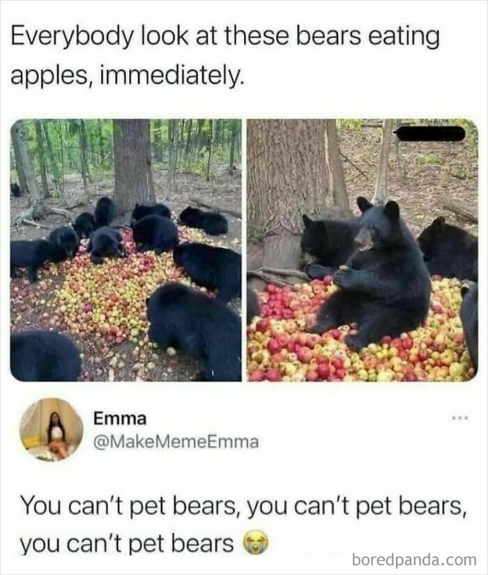 Bears enjoying apples in the forest, humorous meme from 'Women's Humor' page with a funny caption.