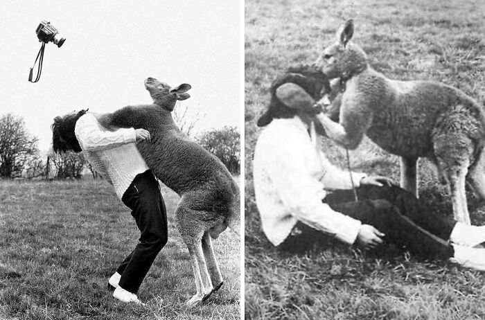Person interacting with a kangaroo during JFK years, capturing historical and cultural moments in America.