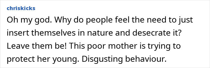 Social media comment criticizing an American tourist and supporting baby wombat protection. Social media comment criticizing an American tourist and supporting baby wombat protection.