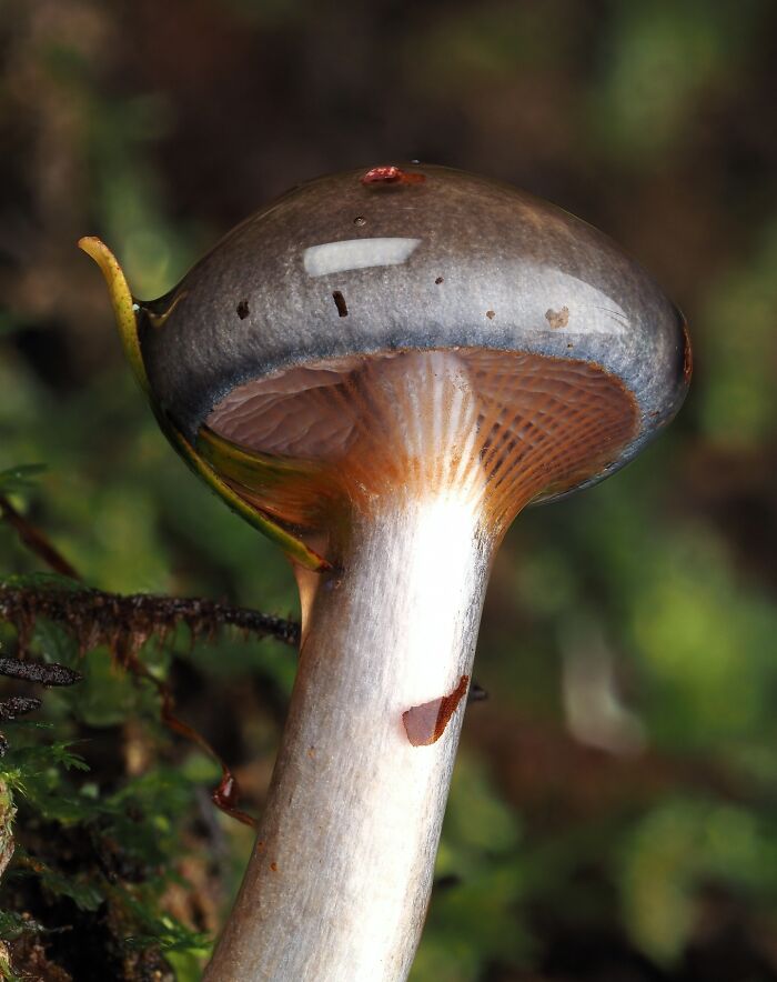 Close-up of a tiny mushroom with a glossy cap and visible gills, set against a blurred natural background.