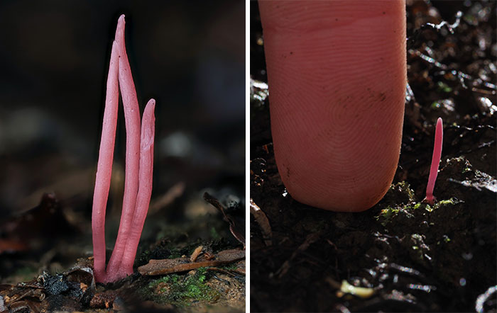 Close-up of tiny pink mushrooms with a finger for scale, captured by Cyanesense.