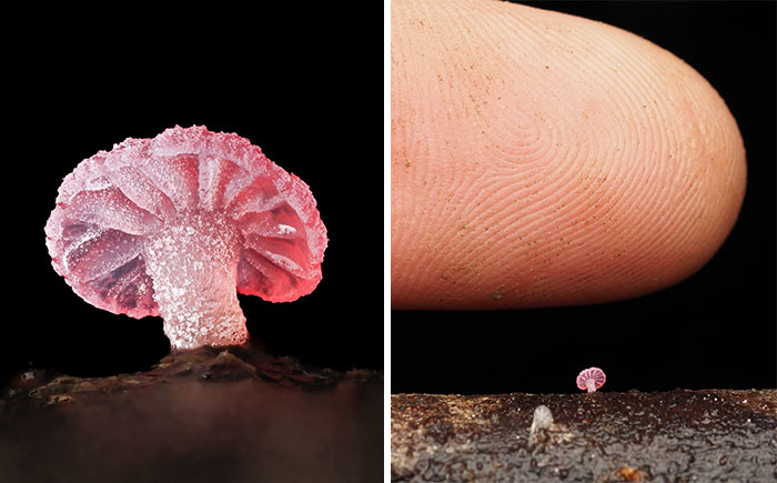 Tiny mushrooms in vivid detail next to a fingertip, showcasing their delicate structure and small size.