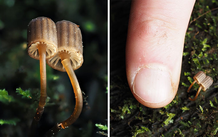 Close-up of tiny mushrooms with a finger for scale, highlighting their delicate structures and small size in nature.
