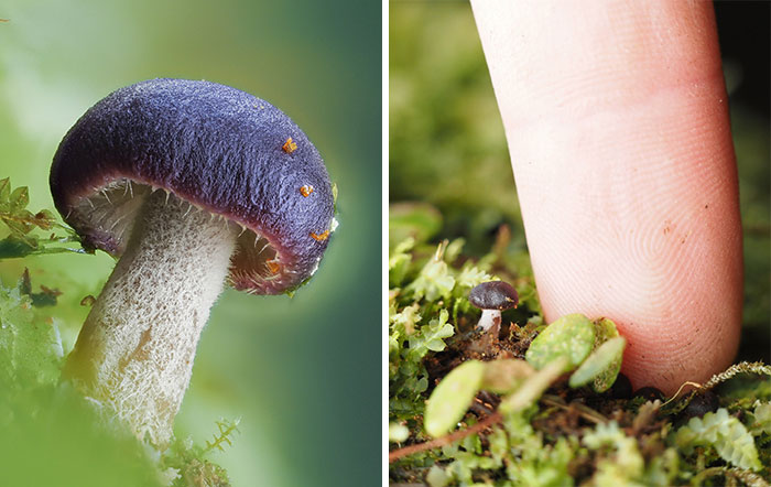Close-up of tiny mushrooms, one next to a fingertip, highlighting their delicate size and detail.