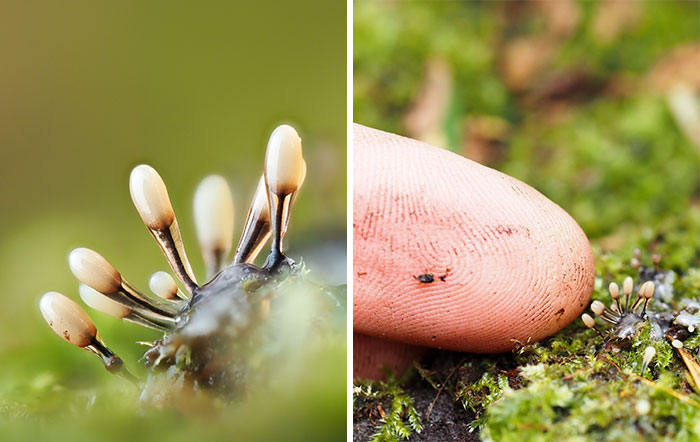 Close-up of tiny mushrooms growing among moss, with a fingertip for scale.