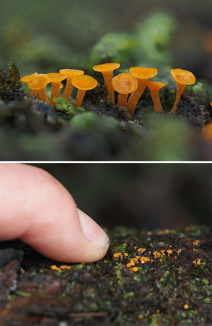 Close-up of tiny mushrooms beside a fingertip, highlighting their delicate size and vibrant orange color.