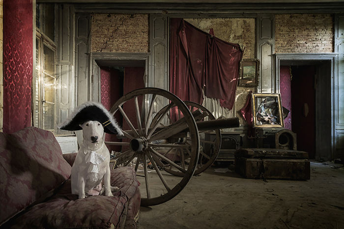 Dog in a tricorn hat sits in an eerie, abandoned room with antique furniture and a cannon wheel.