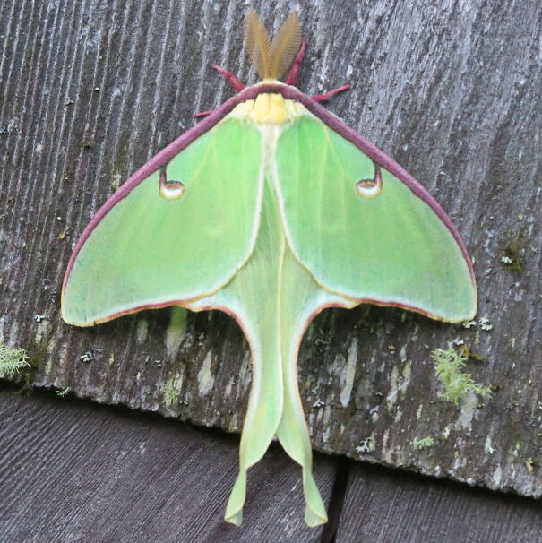 Actias_luna-male-67e2d91c67027.jpg