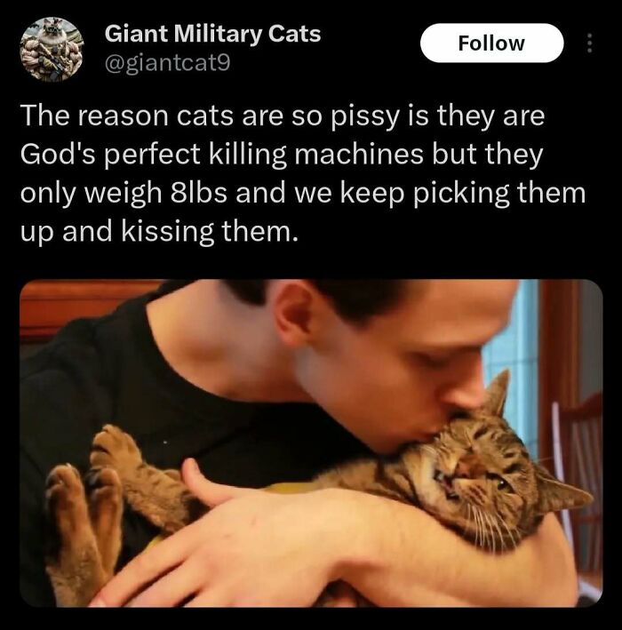 A person kisses a grumpy cat on the head, capturing feline attitude in a humorous moment.