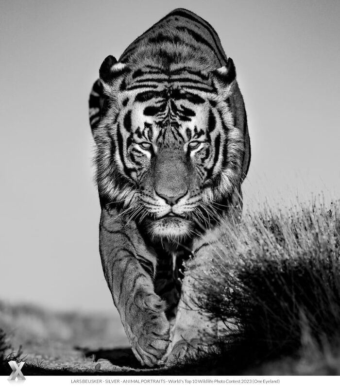 Black and white photo of a tiger walking forward, showcasing the beauty of our world in a mesmerizing wildlife portrait.