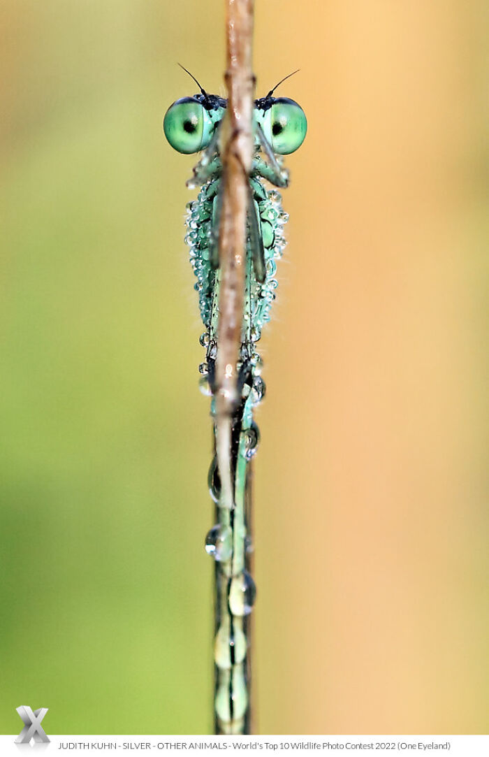 Close-up of a dragonfly with dewdrops on its body, highlighting nature's beauty from One Eyeland Photography Awards.