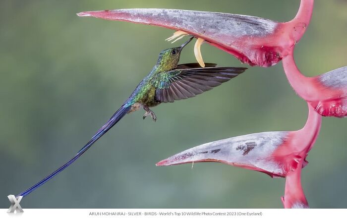 Hummingbird capturing insects in mid-flight, showcasing our world's beauty.