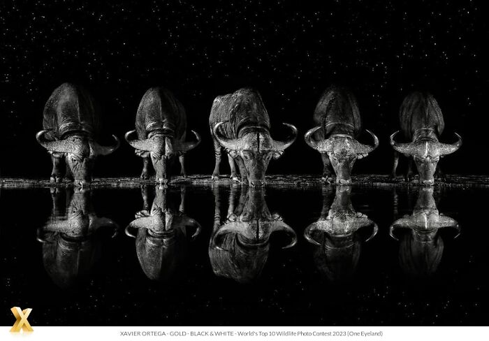 Buffaloes drinking water at night, their reflections mirrored, showcasing the beauty of our world.