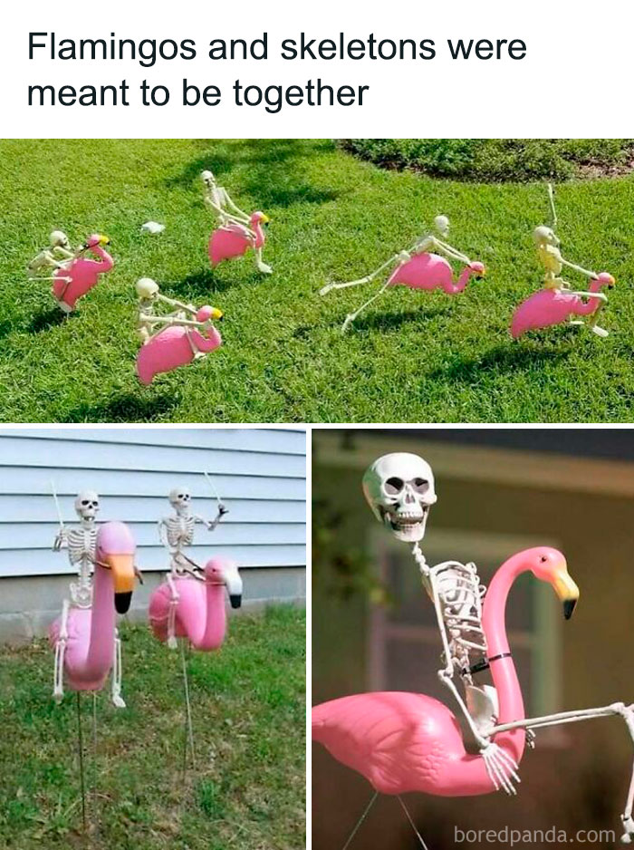 Humor meme: Skeletons riding pink flamingos on a lawn, captioned "Flamingos and Skeletons were meant to be together."