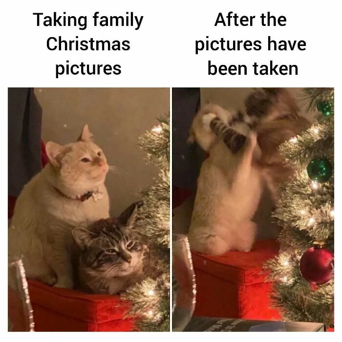 Two cats by a Christmas tree; one sitting still and the other in play mode, knocking down decorations.
